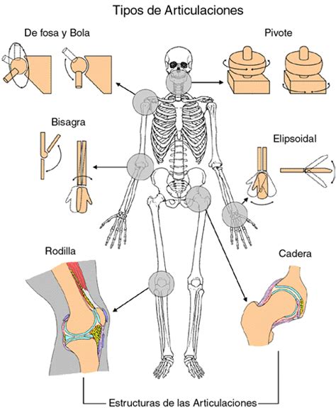 Leer Y Aprender Juntos Sistema Articular