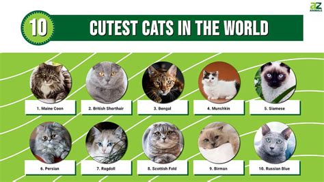 Top Picks Top 10 Cute Cats In The World Based On Popularity And Cuteness
