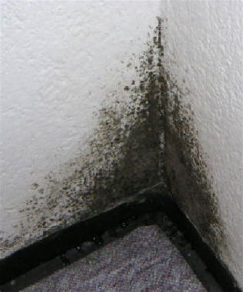 Schimmelbildung im eigenen haus ist meist mehr als nur unschön. Schimmel in der Ecke