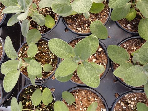 Essential Tools And Equipment For Growing And Enjoying Sage Food