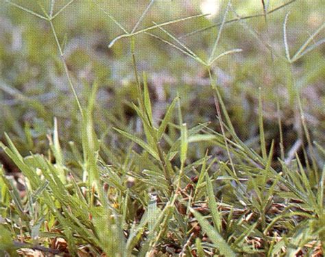 Cara memilih mesin potong rumput. Tekhnik dan Cara Menghilangkan Rumput Liar di Halaman Rumah