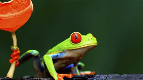 Red Eyed Tree Frog Hd Wallpapers Backgrounds
