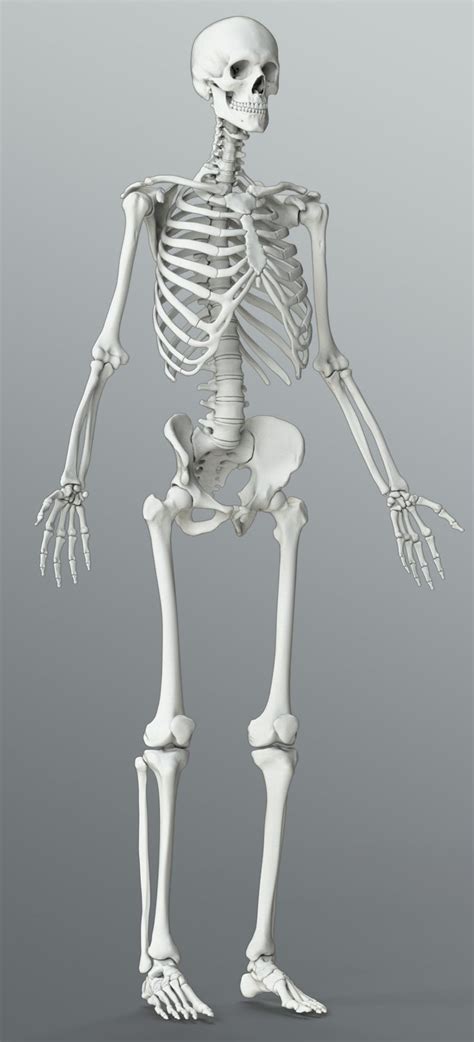 A Skeleton Is Standing In The Pose
