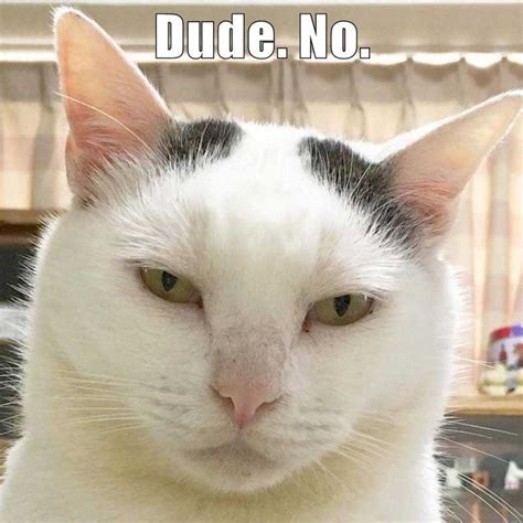 12 Hilarious Cat Memes To Make You Smile We Love Cats And Kittens