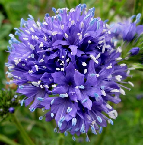 Shop seeds, plants, tools, and supplies at sale prices. Seeds For Sale Online: RARE FLOWER seeds for sale