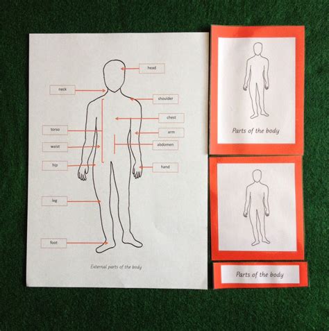 Body parts outside your body for example your skin is an external organ which is considered part of the body. Elementary Observations: External Parts of the Body