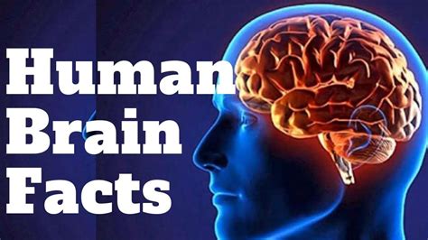 10 Fun Facts About Human Brain Human Brain Facts Human Brain Facts