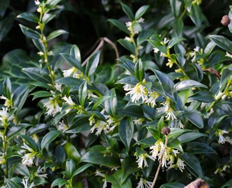 Sarcoccoca Confusa White Flowering Plants Evergreen Shrubs Woodland
