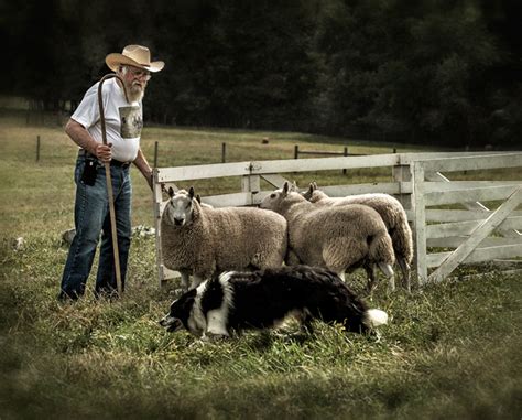 Dan Routh Photography Herding Sheep