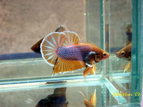 Kodai Iqfa Galeri Ikan Ikan Cupang Dengan Bentuk Paling Indah