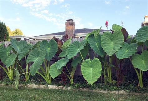 Elephant Ear Bulbs, Elephant Ear Plant, Elephant Ears Garden, Planting