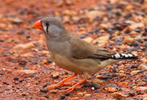 Richard Waring's Birds of Australia: Zebra Finch Frenzy near Yulara