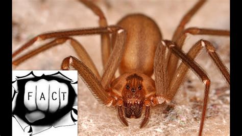 Top 10 Most Poisonous Spiders In The World Youtube