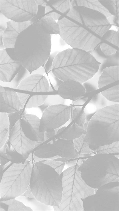Pin By Jenlongsine On Backgrounds Grey Wallpaper Leaves