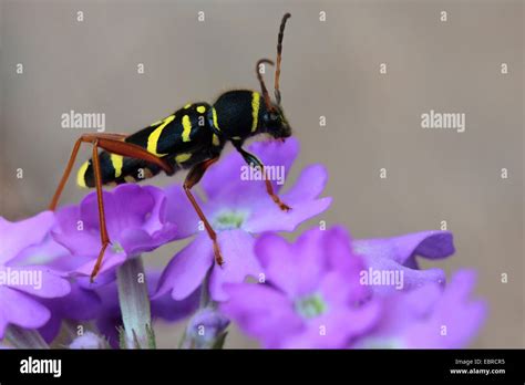 Wasp Beetle Hi Res Stock Photography And Images Alamy