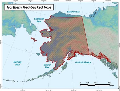 Northern Red Backed Vole Range Map Alaska Department Of Fish And Game