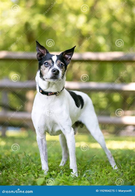 A Rat Terrier Mixed Breed Dog Outdoors Stock Image Image Of Companion