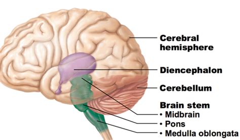 Commissural Fibers Connect The Cerebrum To The Diencephalon