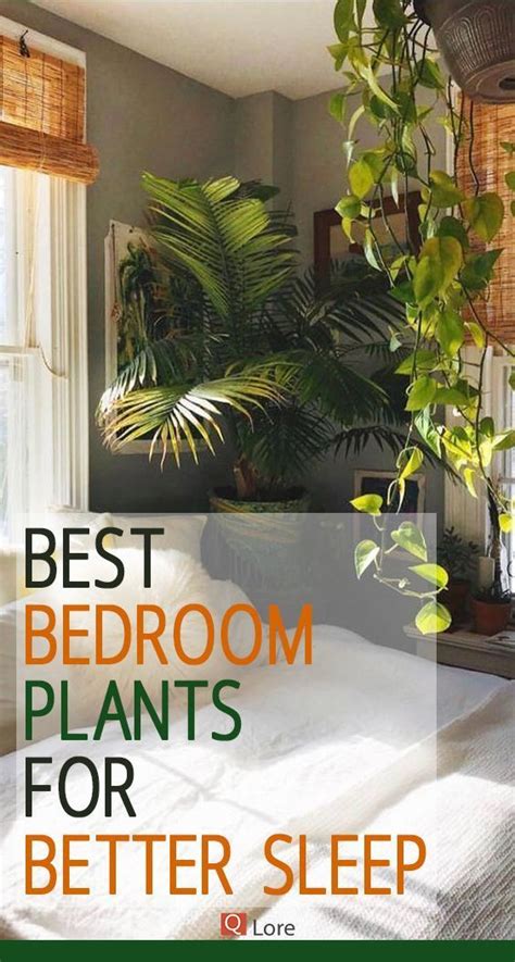 Best Bedroom Plants For Better Sleep Bringing The Outside Indoors Has