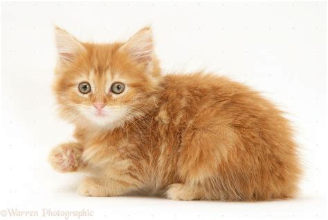 Find the perfect building to live in by filtering to your preferences. Pin on Maine Coon