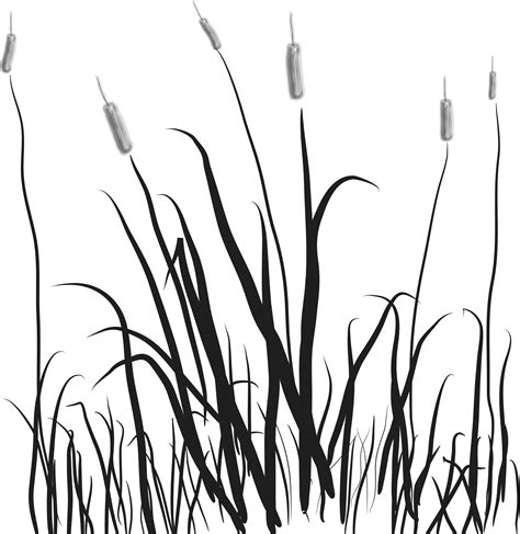 Cat Tails In The Marsh Vector File Image Free Stock Photo Public
