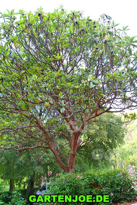 Der wacholder zählt zu den zypressengewächsen und ist als strauch oder baum, als hecke und in einer kriechenden variante zum kauf verfügbar. Japanische Wollmispel kaufen und pflegen! - Joe`s ...