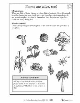Plants are alive, too! - Worksheets & Activities ...