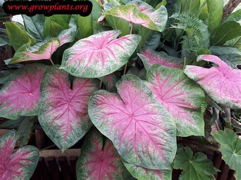 Happiness farms is located in lake placid, florida, the caladium capital of the world. Growing Caladium plant | Caladium, Plants, Ornamental plants