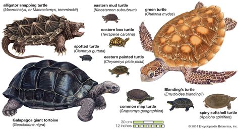 How Many Turtle Species Are There 2022 🐬 Animalia Lifeclub