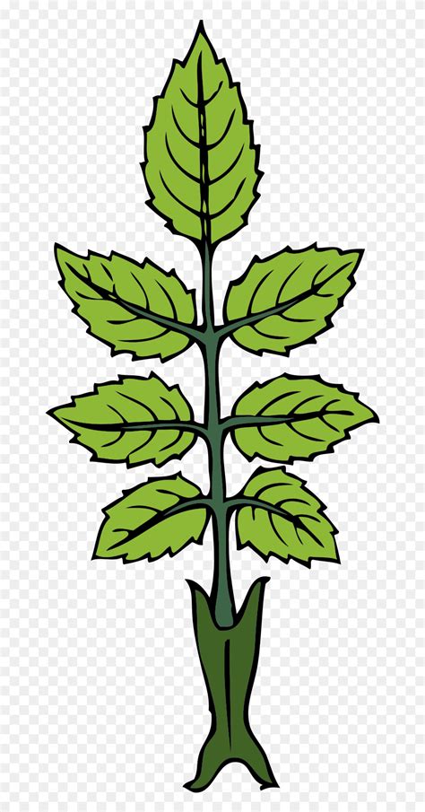 Draw A Mint Plant Clipart 5607375 Pinclipart