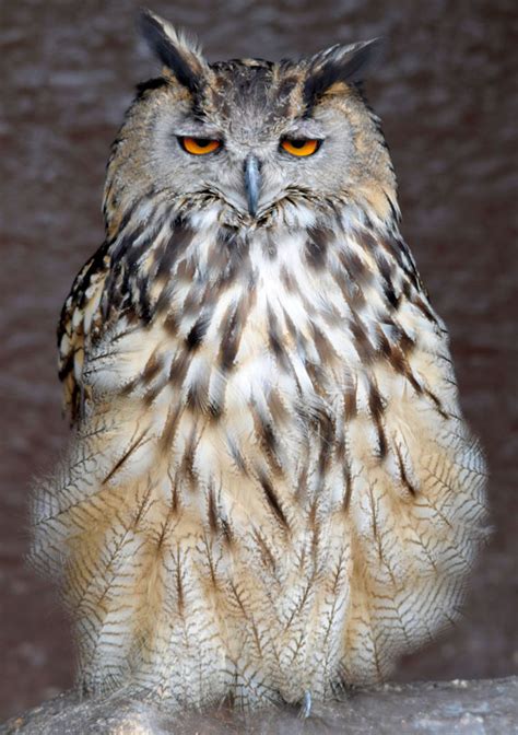 European Owls Screech Owl Sanctuary And Animal Park
