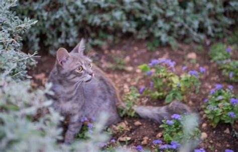 Other organic cat deterrents include citrus essential oils, garlic cloves, vinegar and red wine vinegar. How To Stop Cats Pooping In Your Garden: 12 Ways - Tuxedo Cat