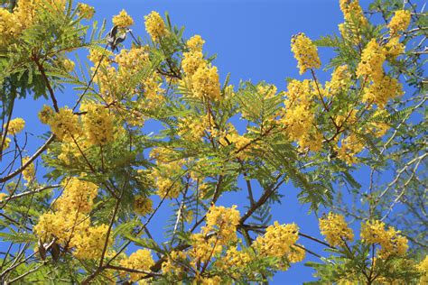 San Diego Trees With Yellow Flowers Galen Belcher