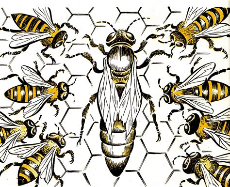 Queen Honey Bee Drawing Viewing Gallery Honey Bee Drawing Bee