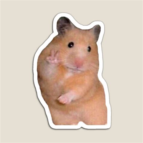 Hamster Meme Wallpapers Top Những Hình Ảnh Đẹp