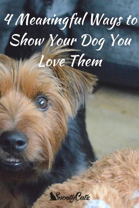 4 Meaningful Ways To Show Your Dog You Love Them Snooty Catz If