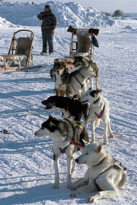 Dog Sledding Jukkasjarvi Sweden Stock Photo Dissolve