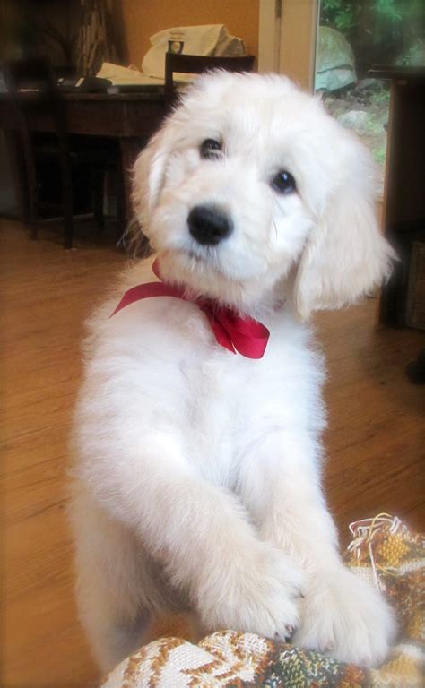The combination of the gentle golden. English Teddy Bear Goldendoodles