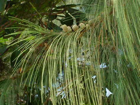 Australian Pine Untamed Science