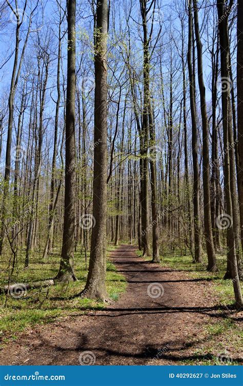 Winding Path In Forest Stock Image Image Of Pinelands 40292627