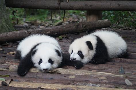 China Claims That Giant Pandas Are Now Safe From Extinction Thanks To
