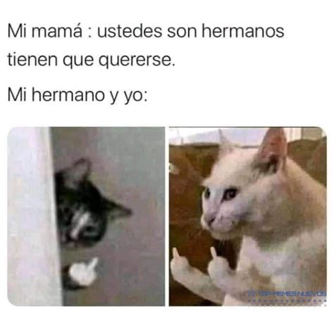 Memes De Gatos Graciosos En Espanol