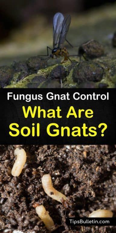 6 Clever Ways To Eliminate Gnats In The Soil Garden Pests Garden