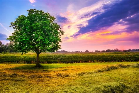 Chestnut Tree In A Paddock