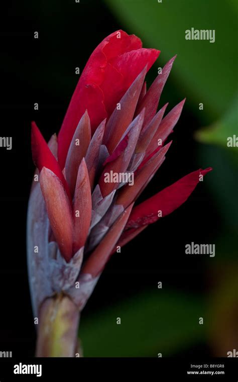 Flower Red Bloom Stock Photo Alamy