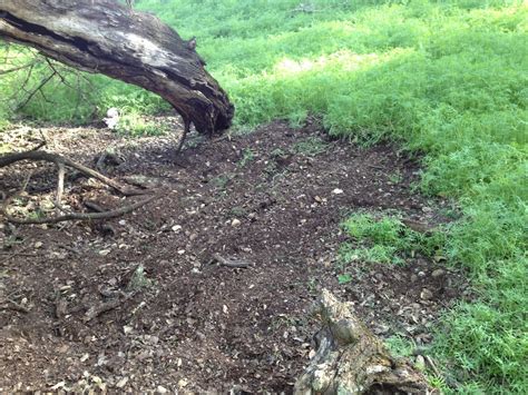 Hard Way Homestead Harvesting Forest Soil For Starting Seeds