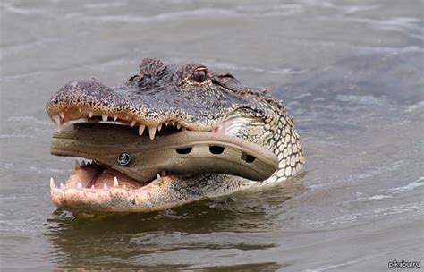 Just An Alligator Eating A Croc Meme Guy