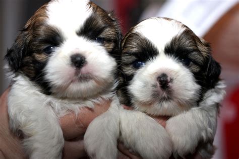 Maybe people write nice comments about me, but i. 48 Very Cute Shih Tzu Puppy Pictures And Photos