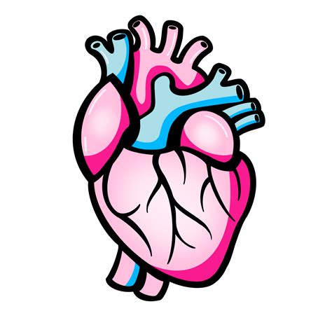 The Human Heart 13361128 Png