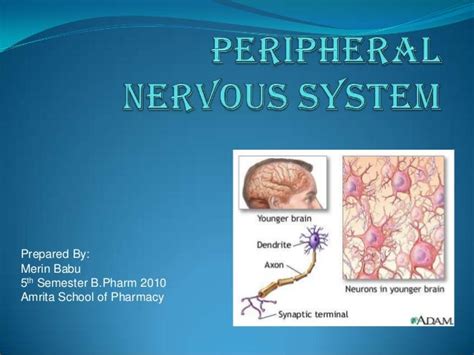 Ppt Disorders Of The Peripheral Nervous System Powerpoint Images